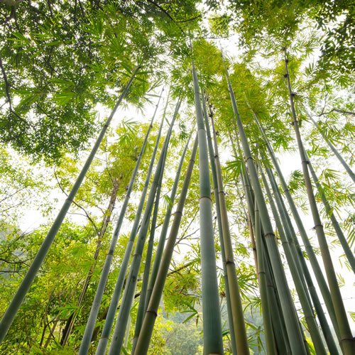 looking up at trees